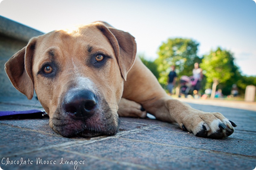 Pit bull, Lilah, poses in front of a fountain at Lake Harriet in Minneapolis on a hot summer night before splashing in the lake to cool this pup down