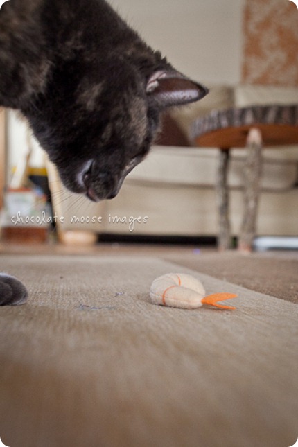 Tarra, one of 'the girls' stalks her favorite toy shrimp before pouncing on it and tossing it across the room