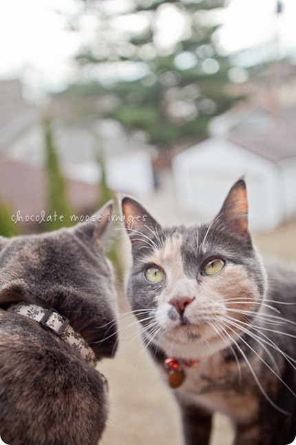 Tarra and Digi, the girls, enjoy some time on the square out back as the sping weather comes early in Minnesota