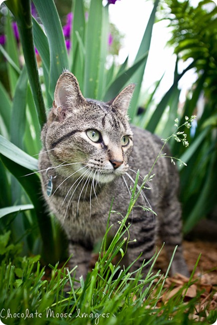 Sigmund, the cat, wanders through the tall grasses and plants during our pet photo shoot trying to figure out an escape route to chase chipmunks