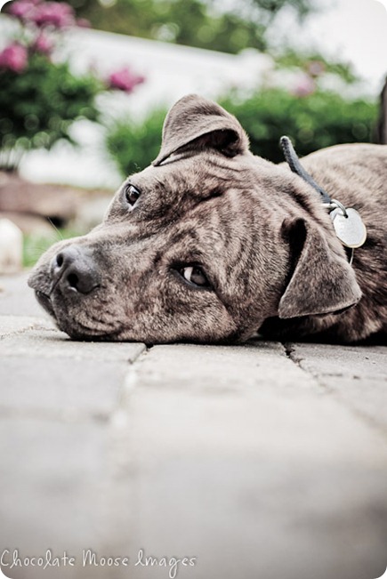 Pit bull, Zeus, relaxes on the patio during out pet photo shoot, making it easy to grab a few fantastic shots