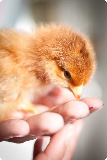 Teeny tiny chicks get photographed in Iowa by Chocolate Moose Images