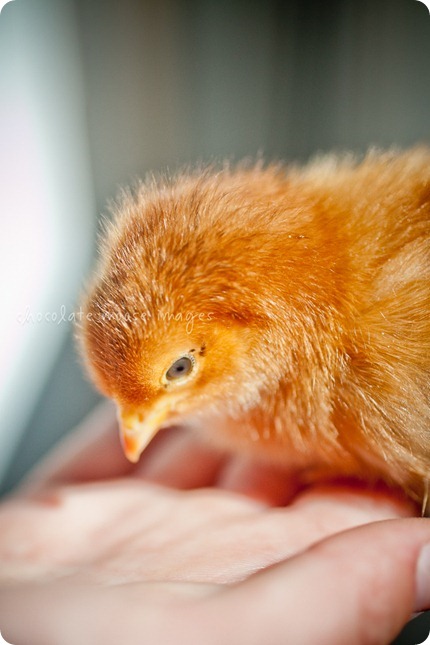 Teeny tiny chicks get photographed in Iowa by Chocolate Moose Images