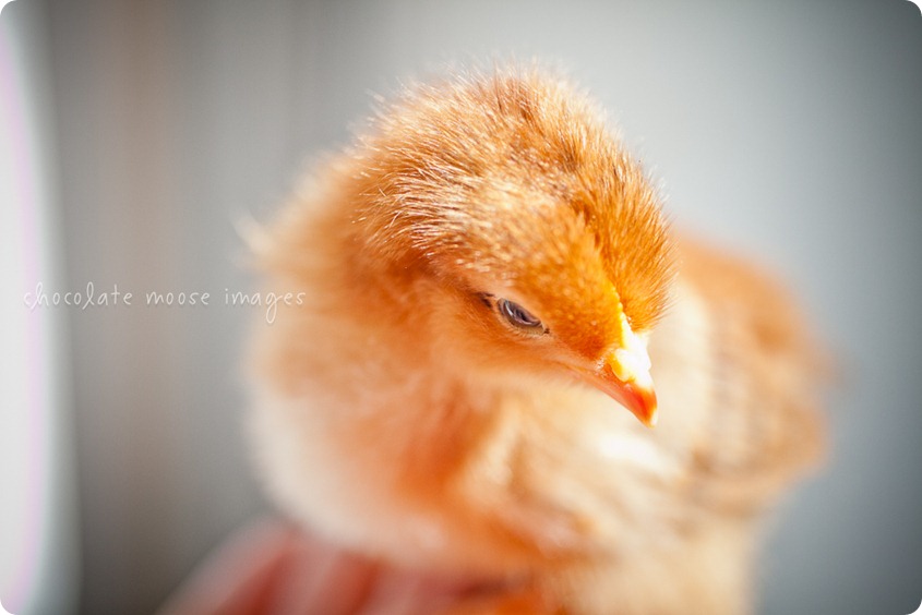 Teeny tiny chicks get photographed in Iowa by Chocolate Moose Images
