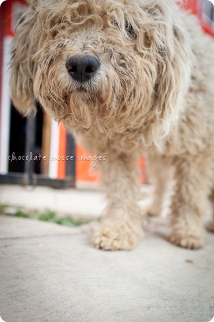 Mexico street dogs poses so nicely for some pet photos while minneapolis pet photographer, Chocolate Moose Images, was in San Jose del Pacifico in March of 2012