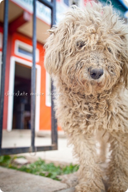 Mexico street dogs poses so nicely for some pet photos while minneapolis pet photographer, Chocolate Moose Images, was in San Jose del Pacifico in March of 2012