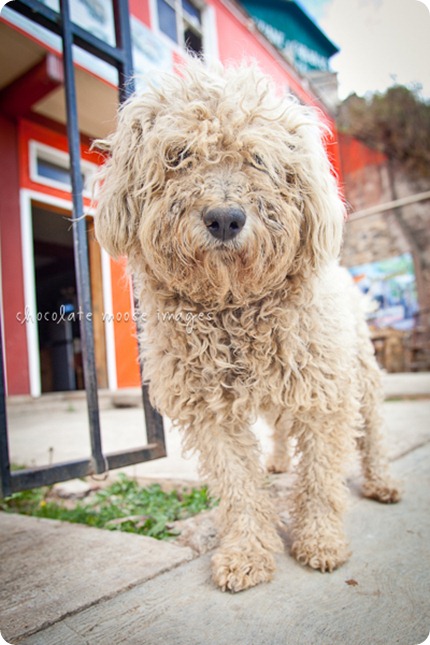 Mexico street dogs poses so nicely for some pet photos while minneapolis pet photographer, Chocolate Moose Images, was in San Jose del Pacifico in March of 2012