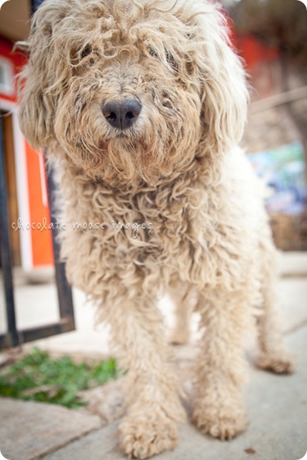 Mexico street dogs poses so nicely for some pet photos while minneapolis pet photographer, Chocolate Moose Images, was in San Jose del Pacifico in March of 2012