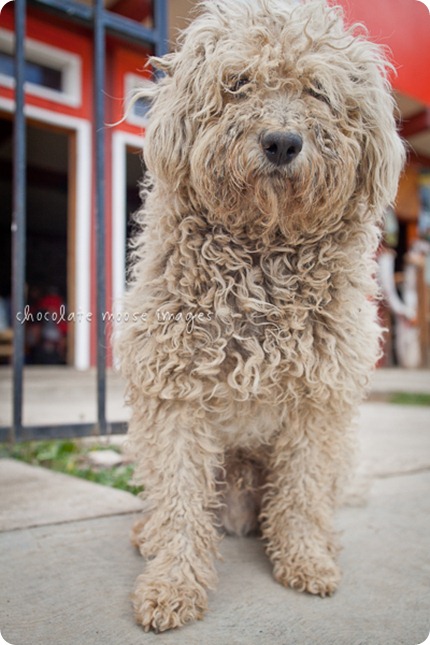 Mexico street dogs poses so nicely for some pet photos while minneapolis pet photographer, Chocolate Moose Images, was in San Jose del Pacifico in March of 2012