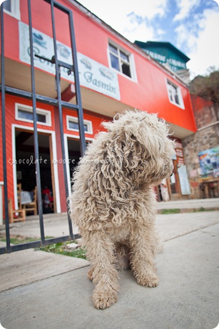 Mexico street dogs poses so nicely for some pet photos while minneapolis pet photographer, Chocolate Moose Images, was in San Jose del Pacifico in March of 2012