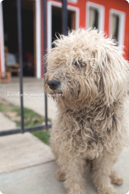 Mexico street dogs poses so nicely for some pet photos while minneapolis pet photographer, Chocolate Moose Images, was in San Jose del Pacifico in March of 2012