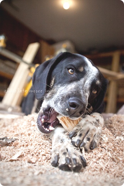 Shane and Kira of Badger Creek Rustic Furniture hung out with Chocolate Moose Images for some dog photos on a lovely spring evening in Western Minnesota