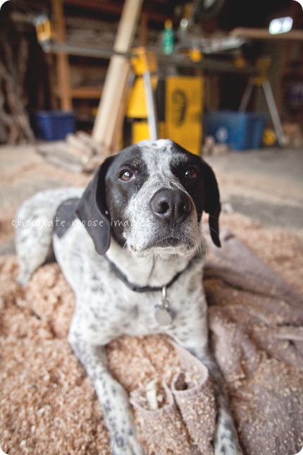 Shane and Kira of Badger Creek Rustic Furniture hung out with Chocolate Moose Images for some dog photos on a lovely spring evening in Western Minnesota