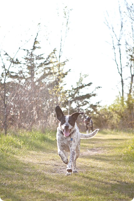 Shane and Kira of Badger Creek Rustic Furniture hung out with Chocolate Moose Images for some dog photos on a lovely spring evening in Western Minnesota