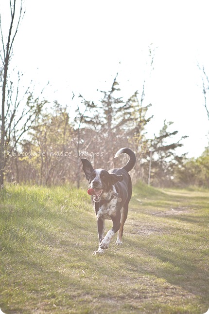 Shane and Kira of Badger Creek Rustic Furniture hung out with Chocolate Moose Images for some dog photos on a lovely spring evening in Western Minnesota