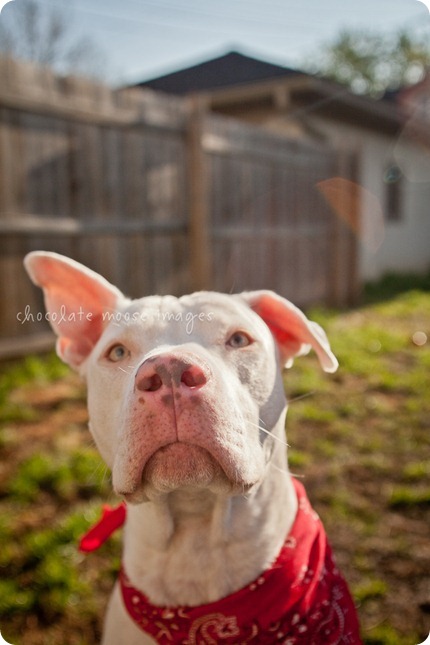Sawyer, a white pittie, is up for adoption at the MN Pit Bull Rescue