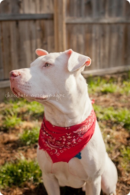 Sawyer, a white pittie, is up for adoption at the MN Pit Bull Rescue