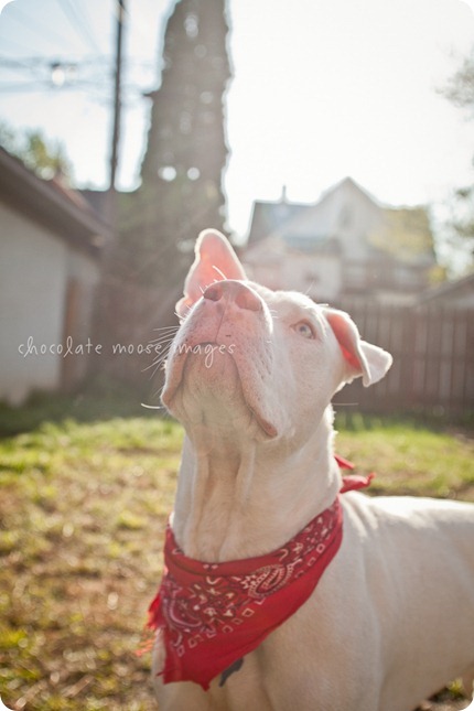 Sawyer, a white pittie, is up for adoption at the MN Pit Bull Rescue