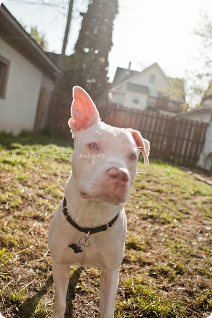 Sawyer, a white pittie, is up for adoption at the MN Pit Bull Rescue