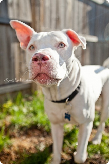 Sawyer, a white pittie, is up for adoption at the MN Pit Bull Rescue