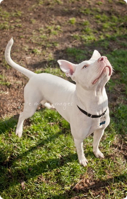 Sawyer, a white pittie, is up for adoption at the MN Pit Bull Rescue