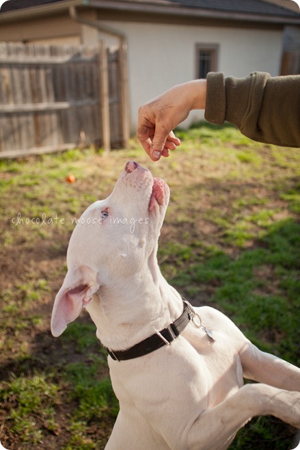 Sawyer, a white pittie, is up for adoption at the MN Pit Bull Rescue