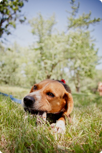 The newest member of the fam, Memphis, takes a trip to the cabin and has dog photos taken with chocolate moose images