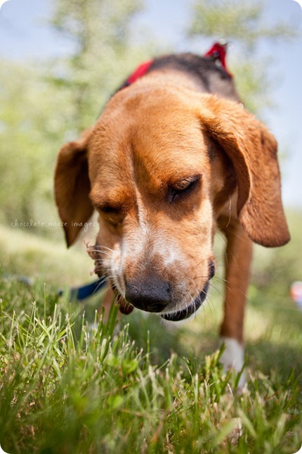 The newest member of the fam, Memphis, takes a trip to the cabin and has dog photos taken with chocolate moose images