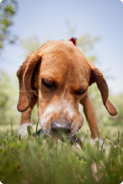 The newest member of the fam, Memphis, takes a trip to the cabin and has dog photos taken with chocolate moose images