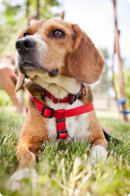 The newest member of the fam, Memphis, takes a trip to the cabin and has dog photos taken with chocolate moose images