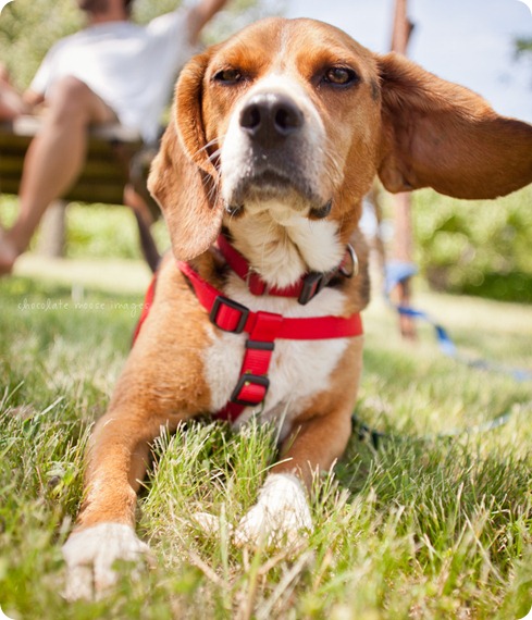 The newest member of the fam, Memphis, takes a trip to the cabin and has dog photos taken with chocolate moose images