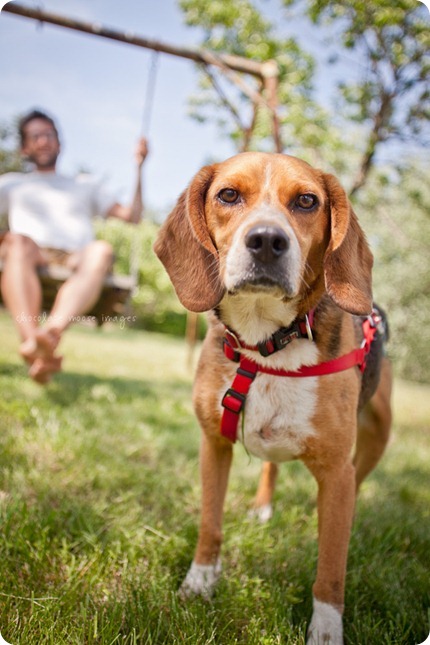 The newest member of the fam, Memphis, takes a trip to the cabin and has dog photos taken with chocolate moose images