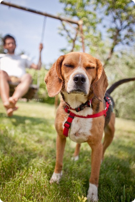 The newest member of the fam, Memphis, takes a trip to the cabin and has dog photos taken with chocolate moose images