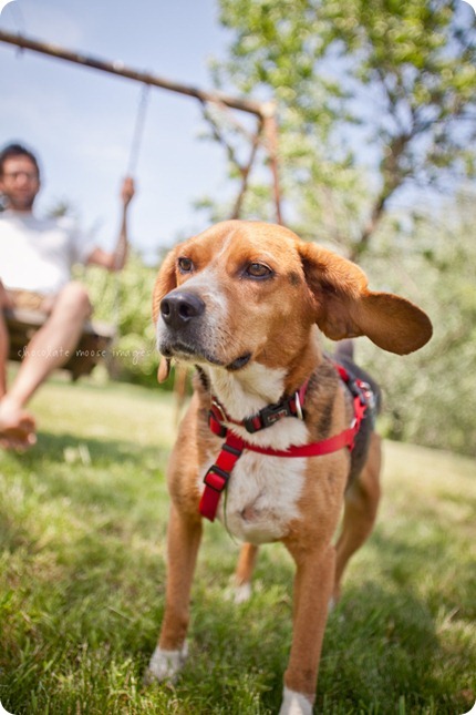 The newest member of the fam, Memphis, takes a trip to the cabin and has dog photos taken with chocolate moose images