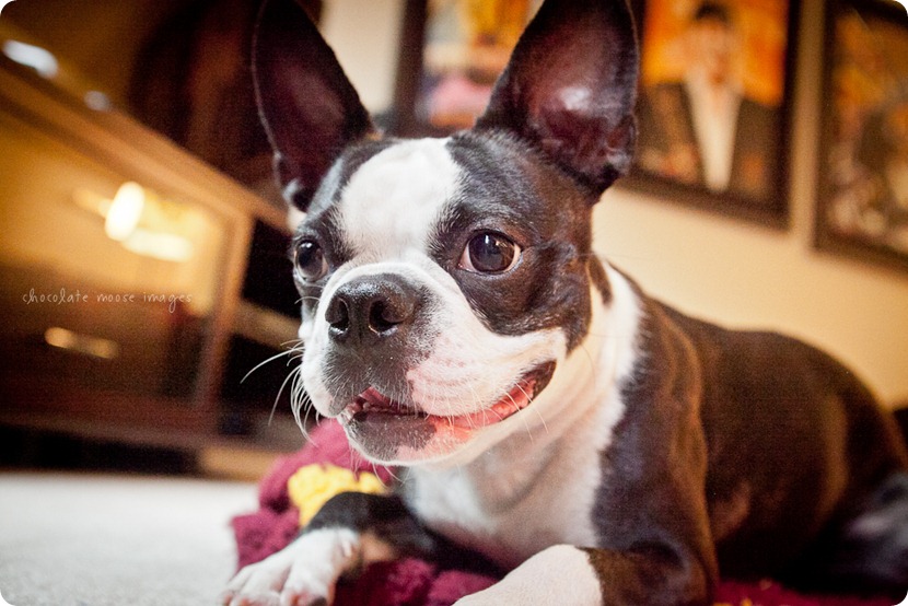 This year's dog photos of Astro, the Boston Terrier, from Chocolate Moose Images