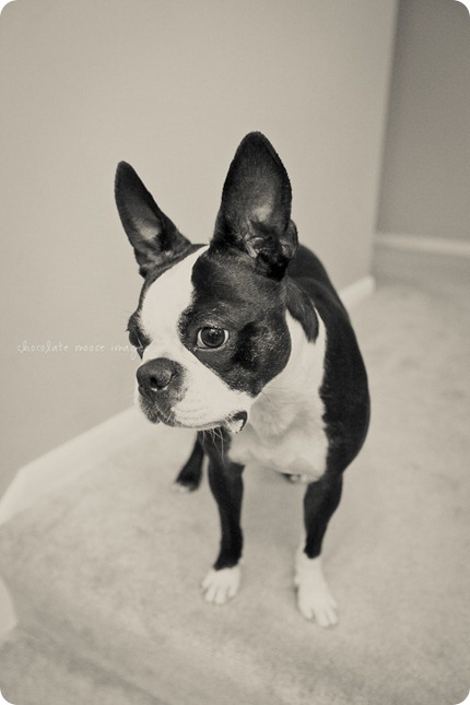 This year's dog photos of Astro, the Boston Terrier, from Chocolate Moose Images