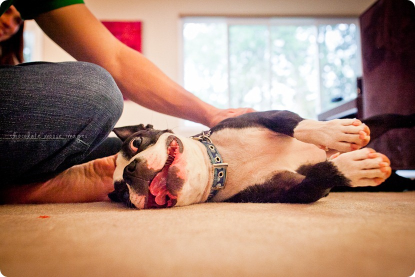 This year's dog photos of Astro, the Boston Terrier, from Chocolate Moose Images