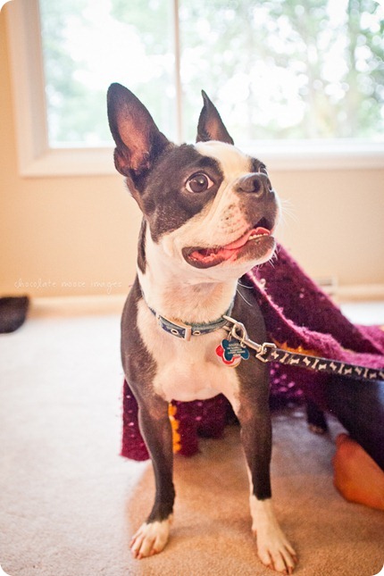 This year's dog photos of Astro, the Boston Terrier, from Chocolate Moose Images