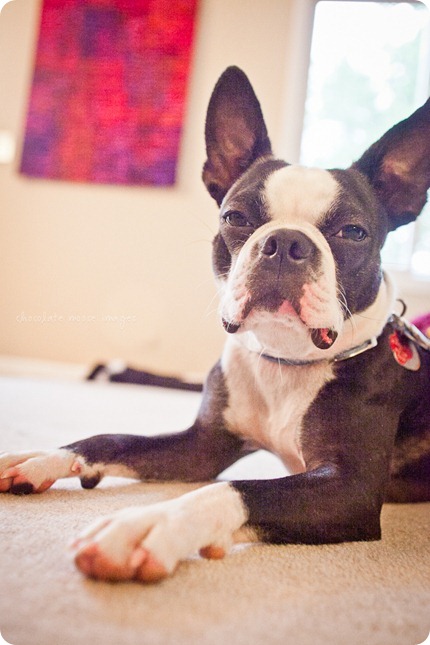 This year's dog photos of Astro, the Boston Terrier, from Chocolate Moose Images