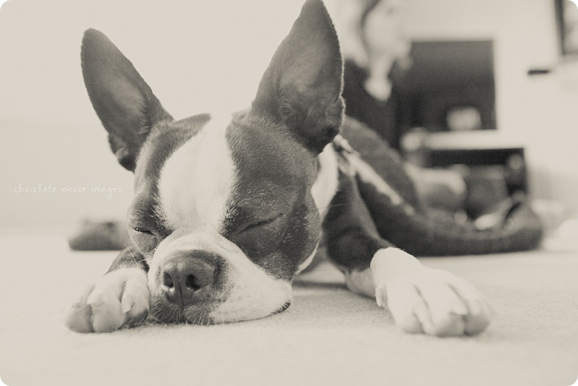 This year's dog photos of Astro, the Boston Terrier, from Chocolate Moose Images