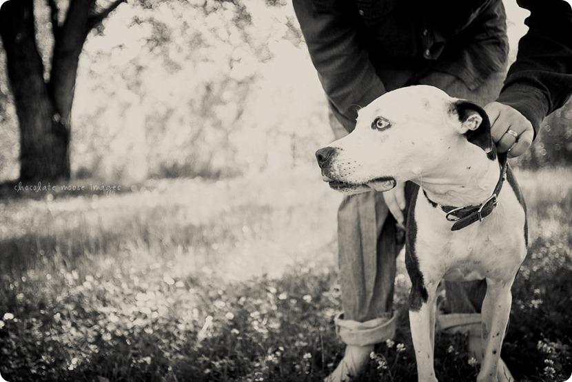 A beautiful family of 5 with 2 kiddos and a pit bull had portraits taken on a spring morning in Minnesota by Chocolate Moose Images