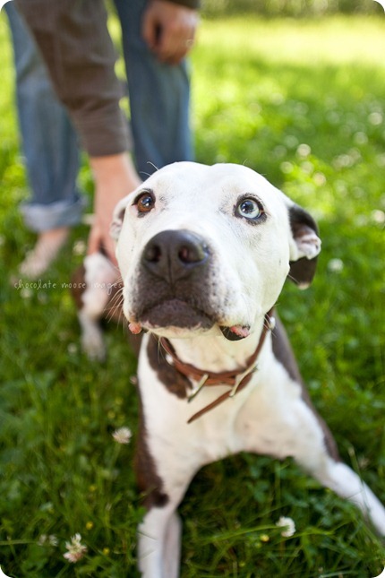 A beautiful family of 5 with 2 kiddos and a pit bull had portraits taken on a spring morning in Minnesota by Chocolate Moose Images