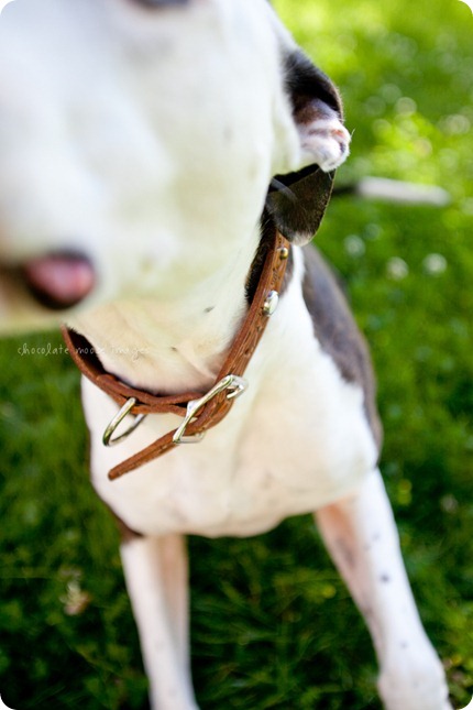 A beautiful family of 5 with 2 kiddos and a pit bull had portraits taken on a spring morning in Minnesota by Chocolate Moose Images