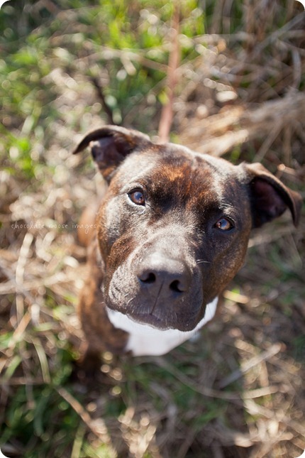 Mae, a pit bull available for adoption from MN Pit Bull Rescue, has found her forever home!