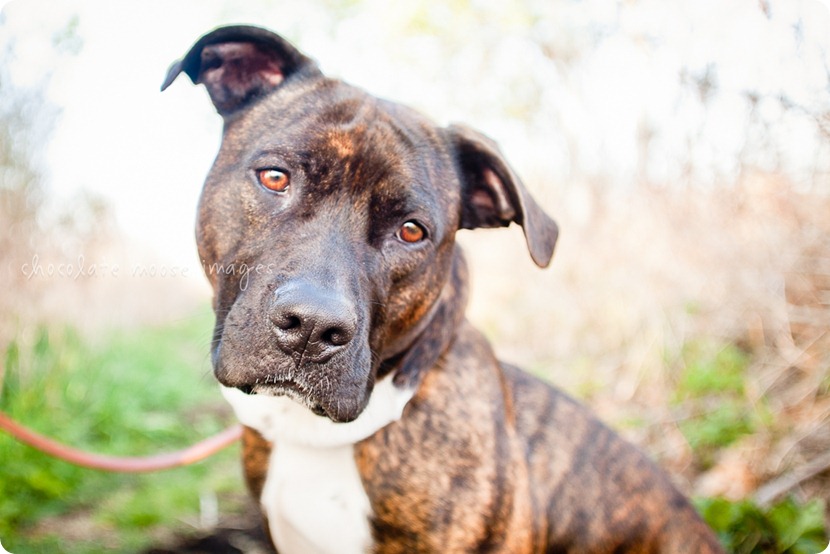 Mae, a pit bull available for adoption from MN Pit Bull Rescue, has found her forever home!