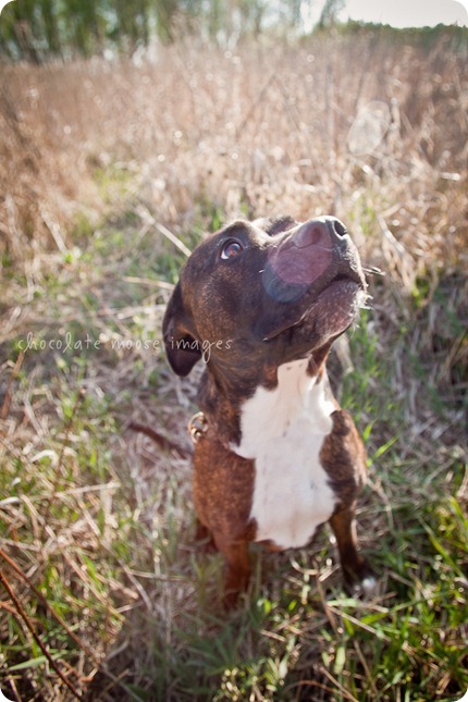 Mae, a pit bull available for adoption from MN Pit Bull Rescue, has found her forever home!