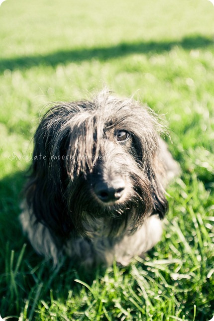 2 lovely, scruffy dachshunds posed for Chocolate Moose Images earlier this spring out in River Falls, WI