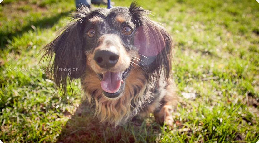 2 lovely, scruffy dachshunds posed for Chocolate Moose Images earlier this spring out in River Falls, WI