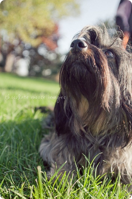 2 lovely, scruffy dachshunds posed for Chocolate Moose Images earlier this spring out in River Falls, WI