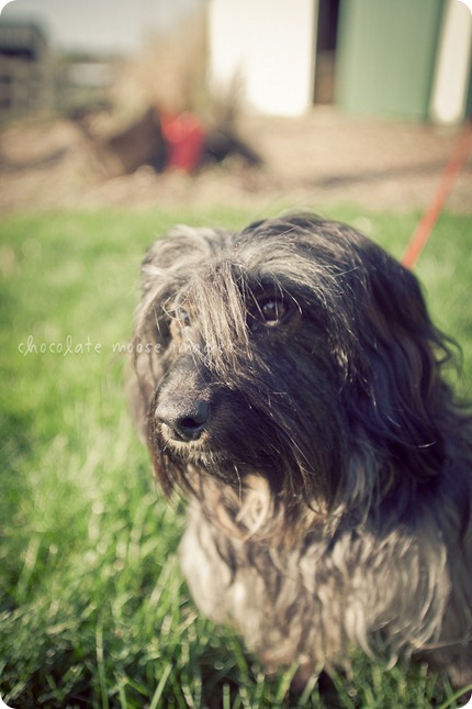 2 lovely, scruffy dachshunds posed for Chocolate Moose Images earlier this spring out in River Falls, WI